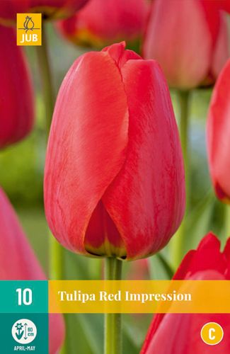 Tulipa Red Impression 11/12 (10 Stück)