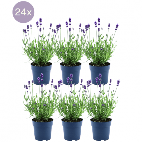 Plants by Frank - Lavandula angustifolia Felice® - 12 cm Topf - Set mit 24 echten Lavendelpflanzen