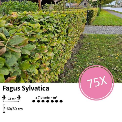 Fagus sylvatica  - Wurzelnakt - 60/80 - 75x