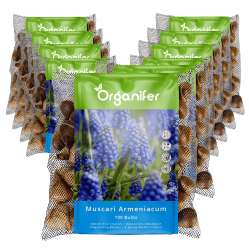 Organifer - 1000 Muscari Armeniacum Zwiebeln (XXL-Zwiebelgröße 9/10 cm)