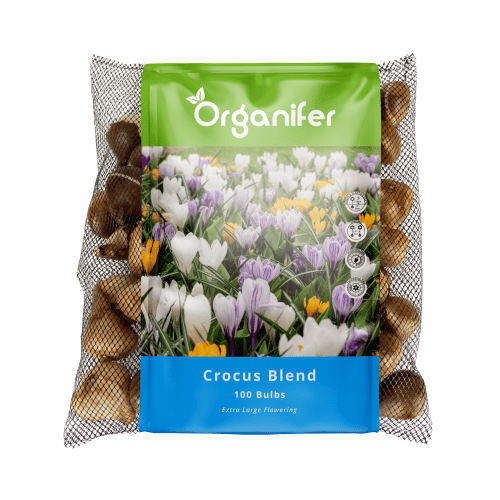 Organifer - 100 Krokuszwiebeln – Großblütige Mischung (XXL-Zwiebelgröße 8/9 cm)