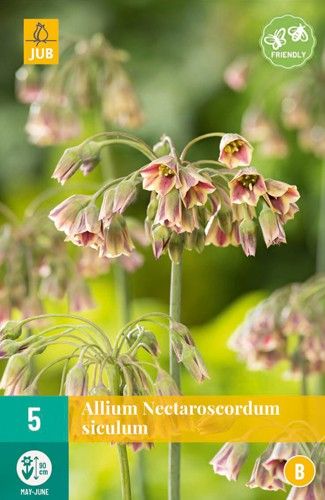 Allium Nectaroscordum siculum 10/12 (5 Stück)