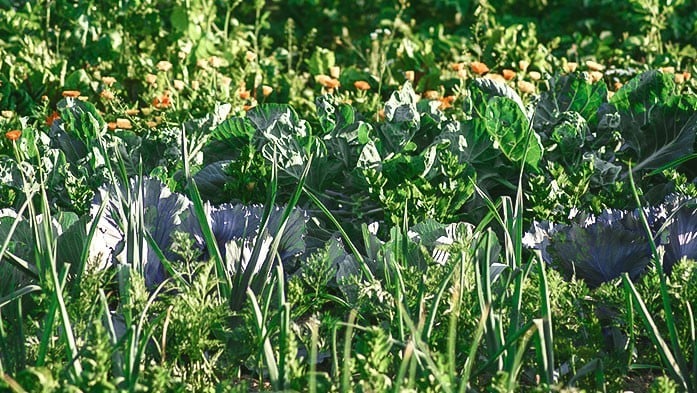 Kohl und anderes Gemüse