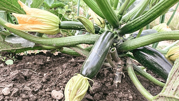 Zucchini