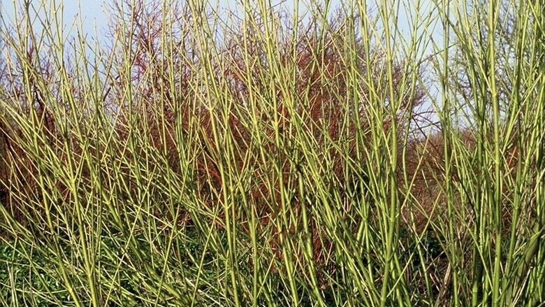 Cornus sericea Flaviramea