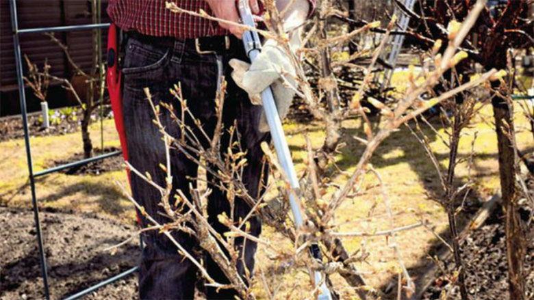 Stachelbeeren auslichten