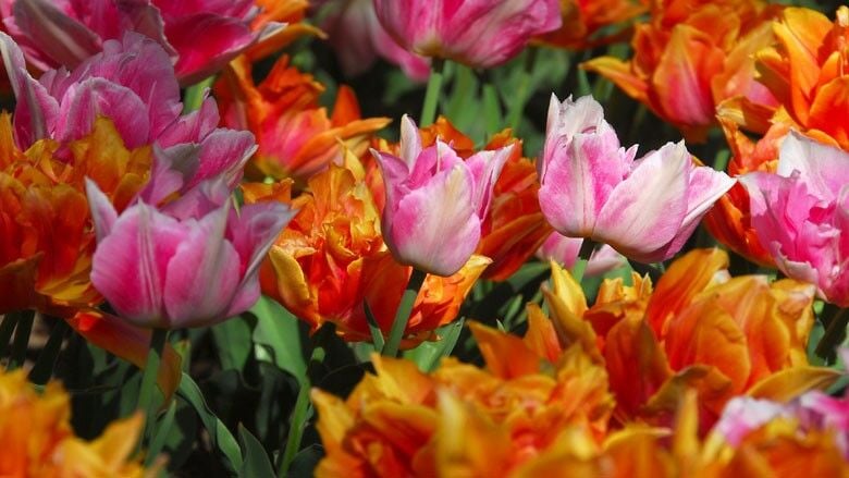 Gefüllte Tulpen Peach Blossom