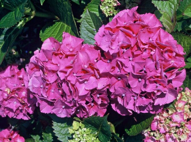 Hydrangea Rosarot