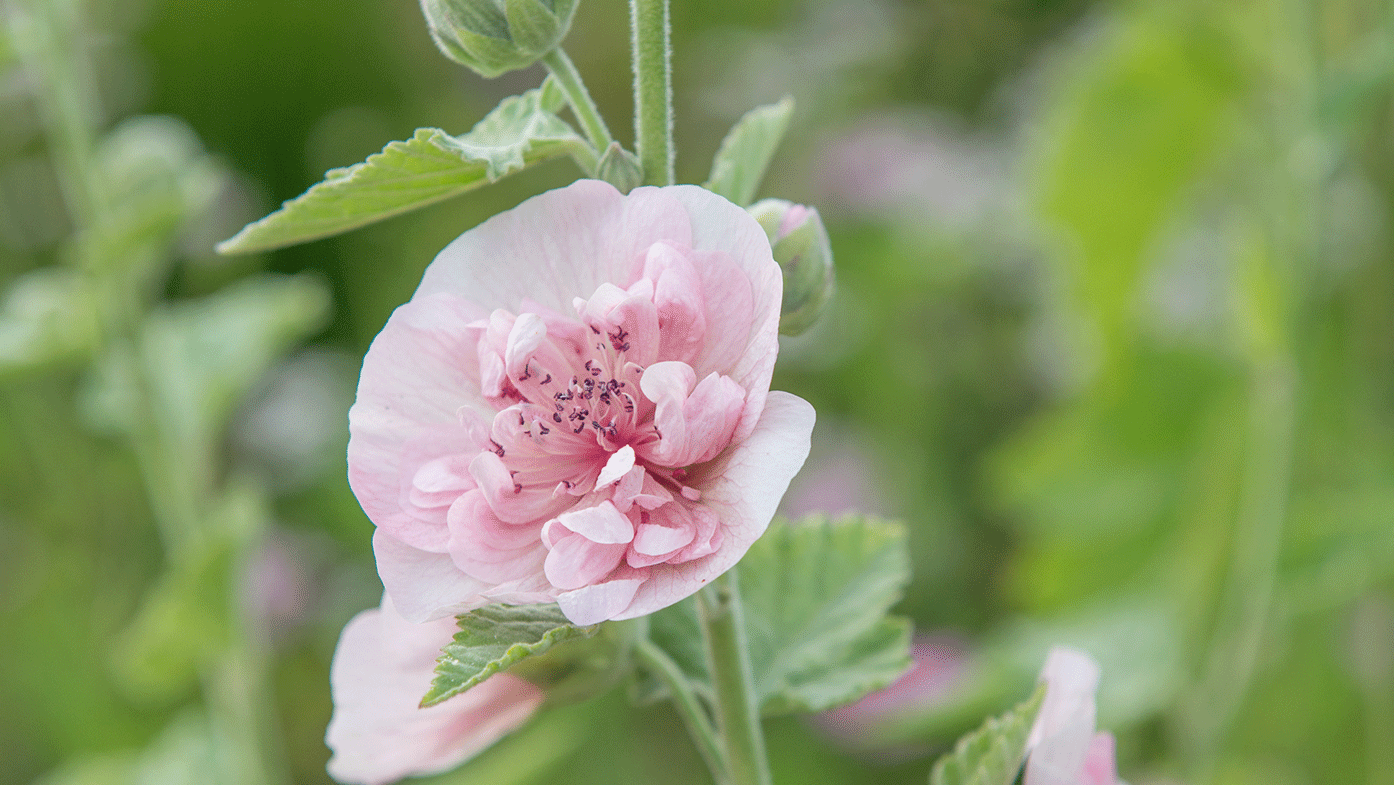 Alcea-'Parkfrieden'