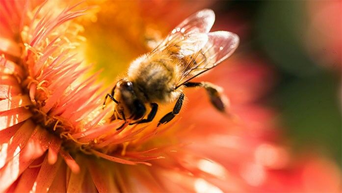 Biene auf Blume