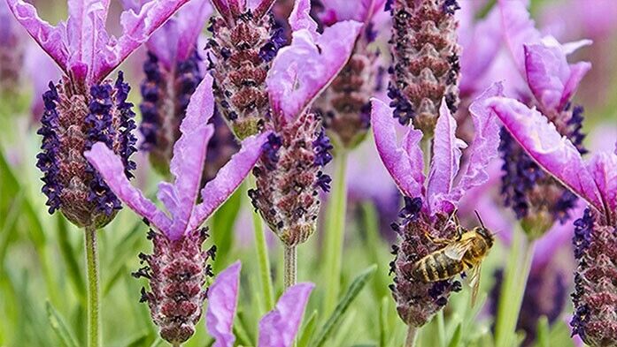 Bienenfreundlicher Garten