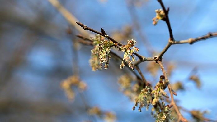 Blüten der Flatterulme