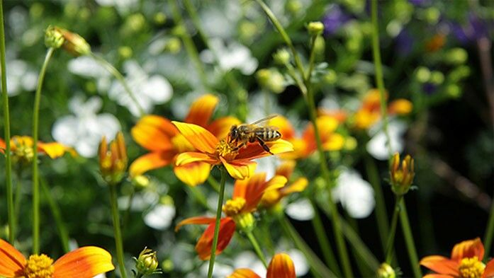 Garten gestalte Wie ich meinen für Bienen?