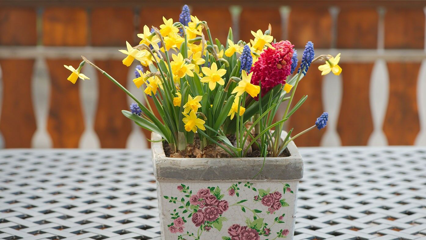 Zwiebelblumen auf Balkon