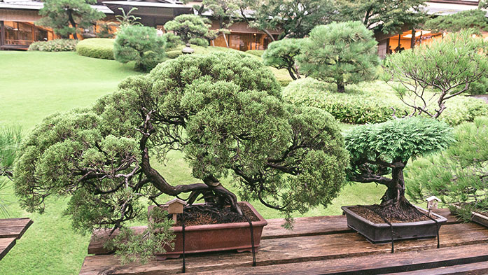 Bonsai