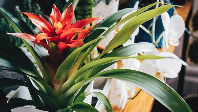 Bromelia für bunte Blütentrompeten