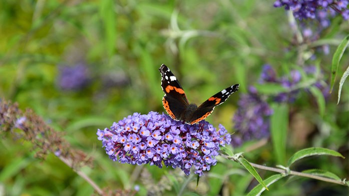 Buddleja