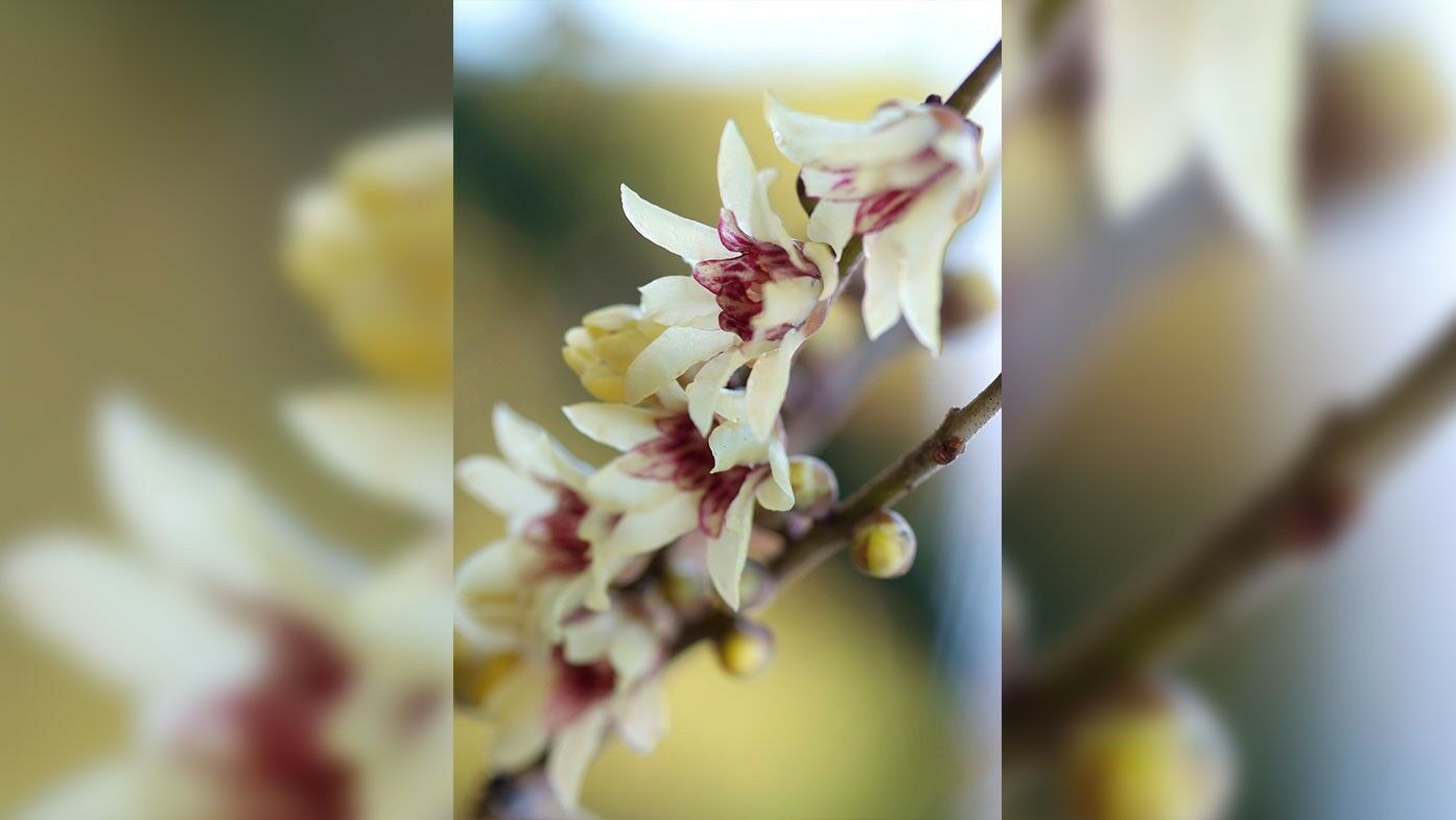 Chimonanthus praecox