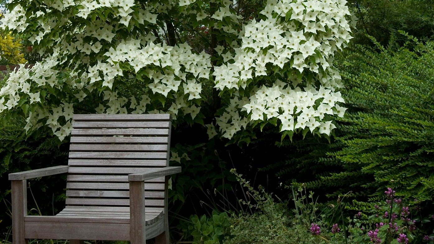 Cornus kousa Milky Way