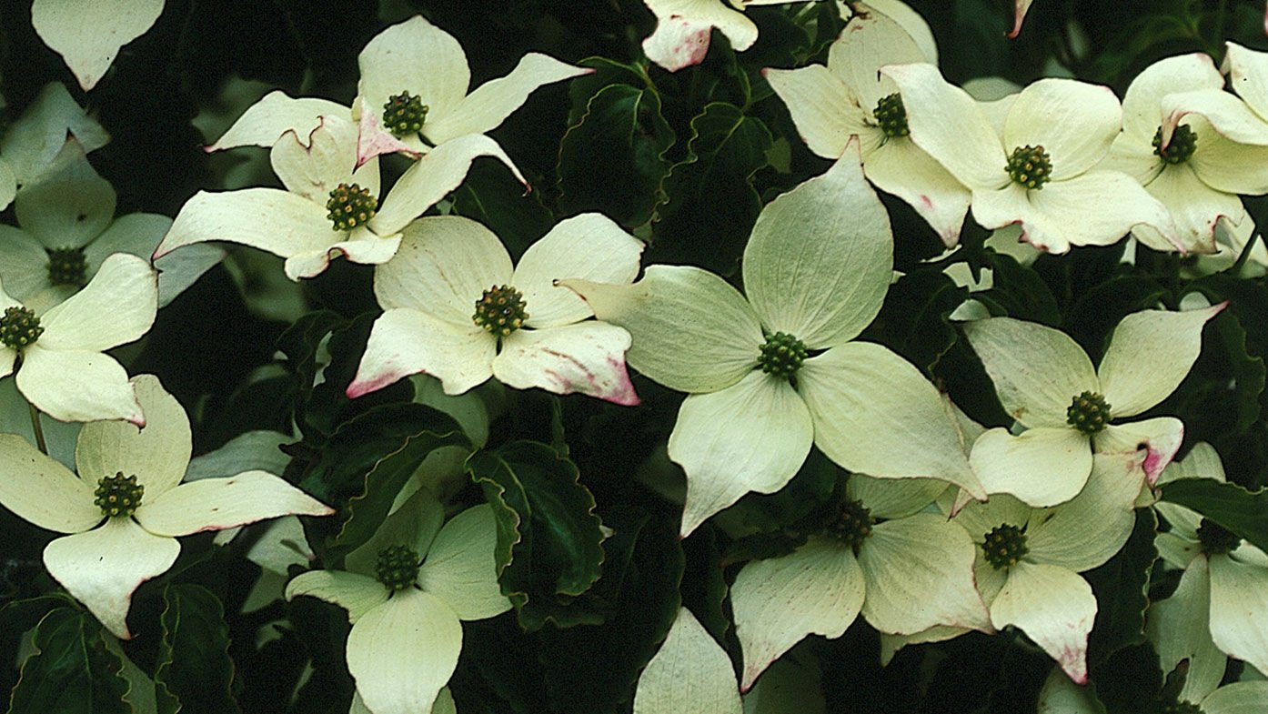 Cornus kousa