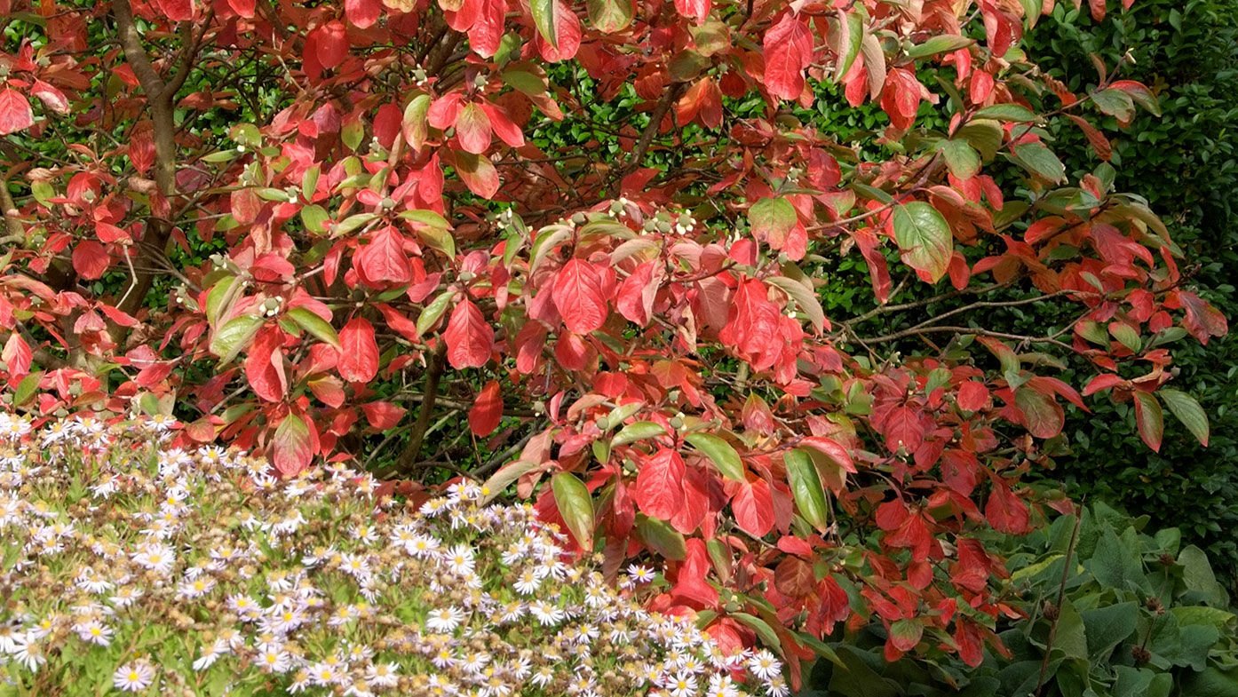 Cornus nuttallii