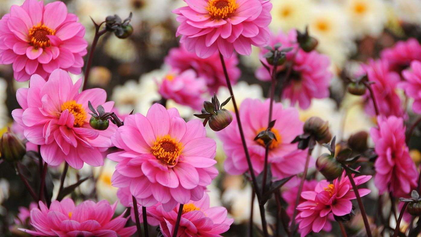 Dahlia Classic Rosamunde® päonienblütig