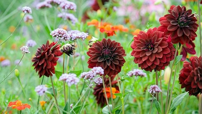 Der Garten Im September Pflanzzeit Fur Immergrune Und Mehr