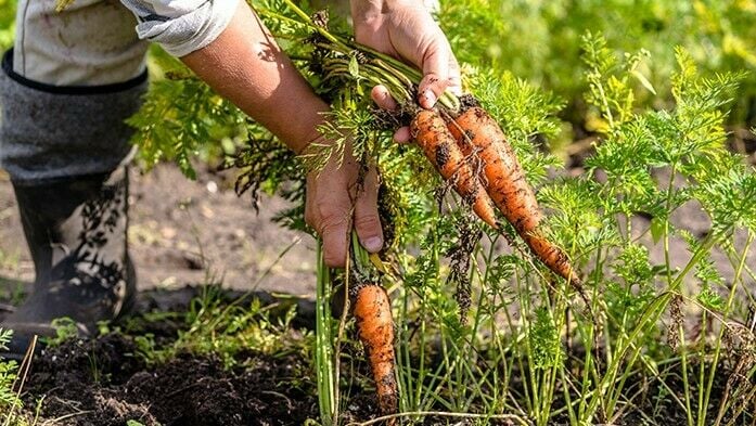 Gemüsegarten gemüse Karotte