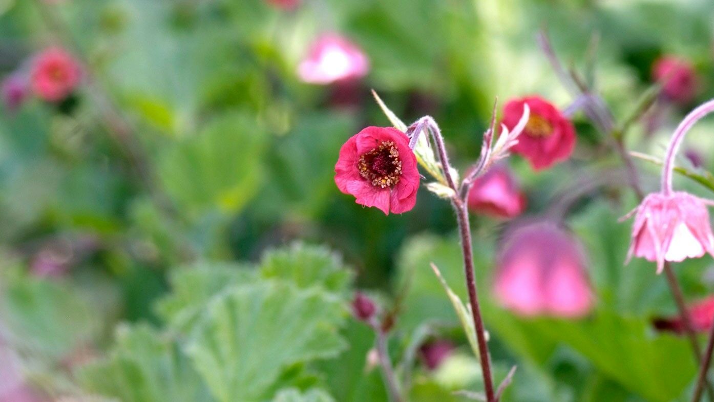 Geum rivale Leonard s Variety