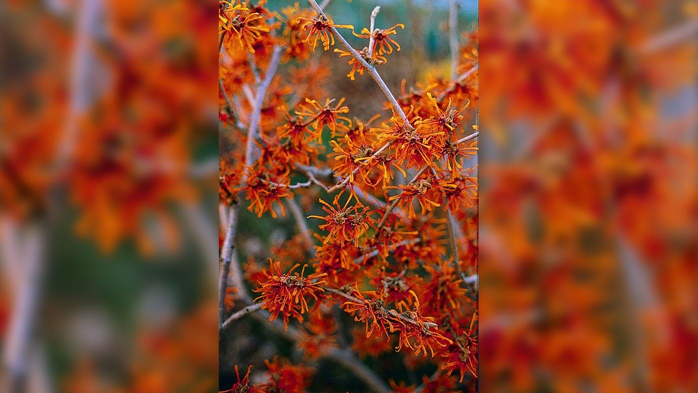 Hamamelis intermedia Aphrodite