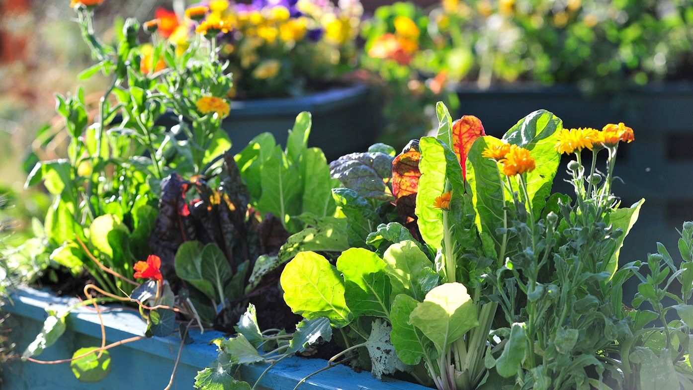 Hampton-Court Topfgarten mit Salat