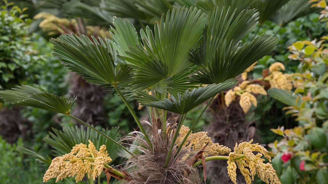 Hanfpalme (Trachycarpus)