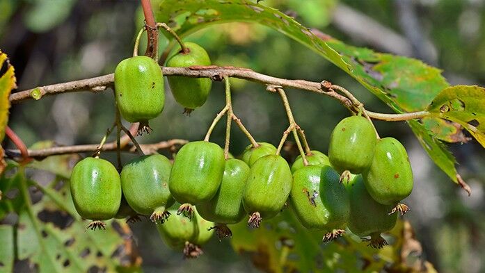 Hardy Kiwi