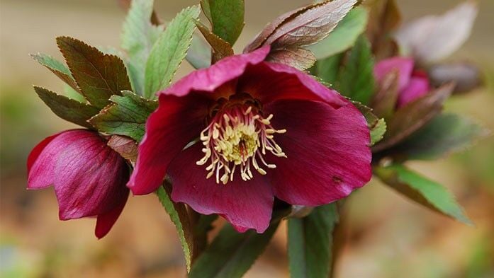 Helleborus orientalis Sorte tiefrot blühend