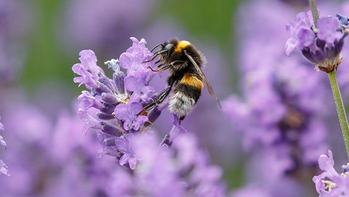Hummel auf Lavendel