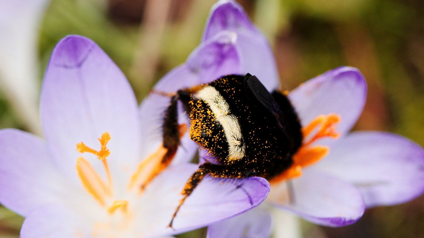 Hummel auf Krokus