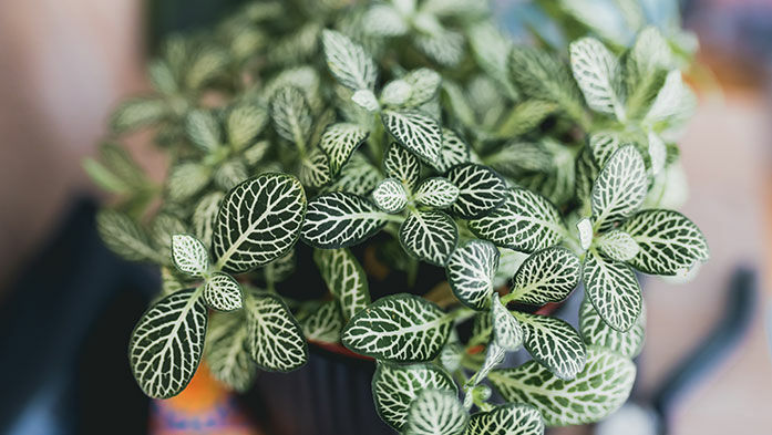 Hypoestes und Fittonia für grünes Volumen