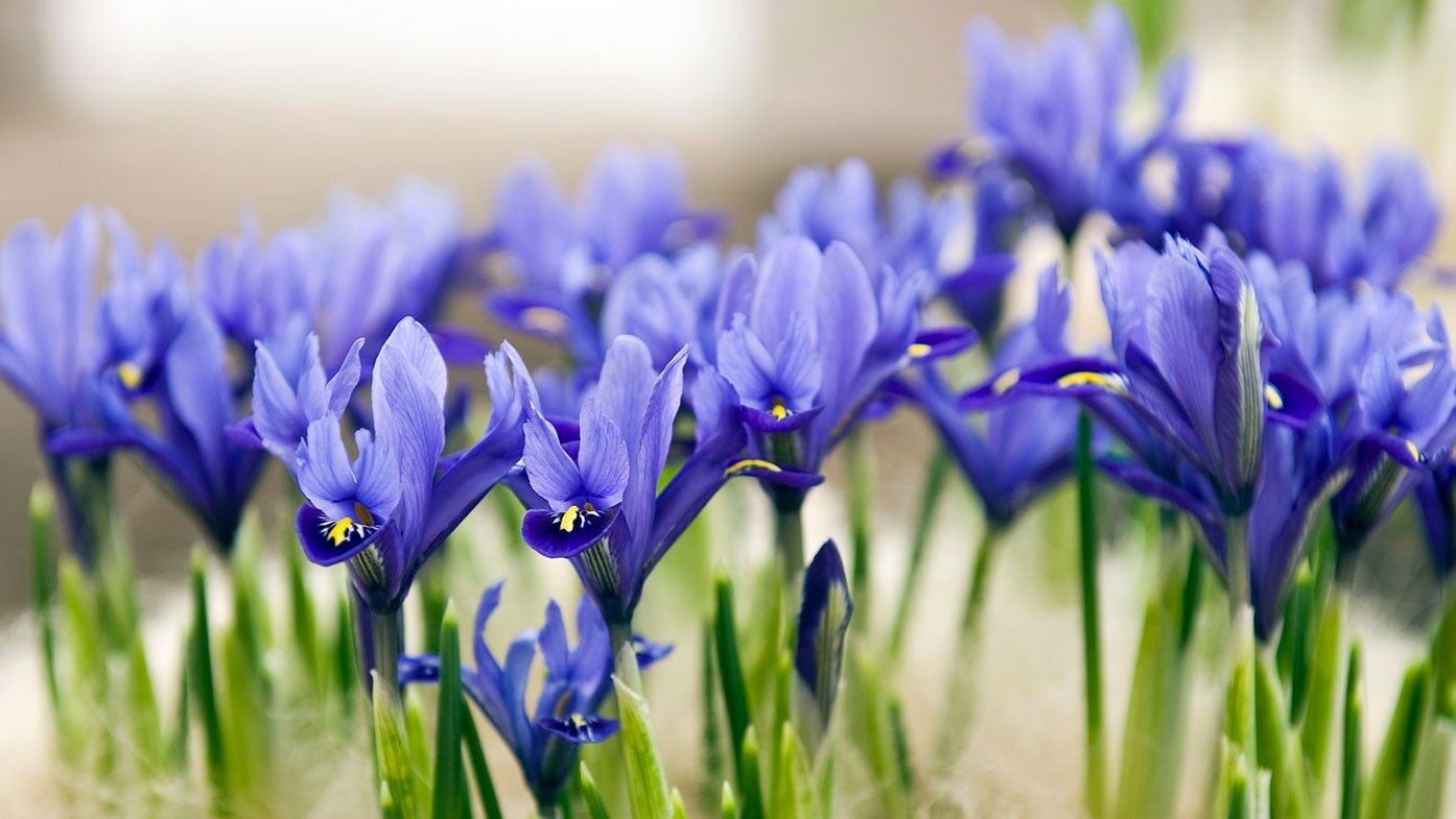 Iris reticulata Harmony