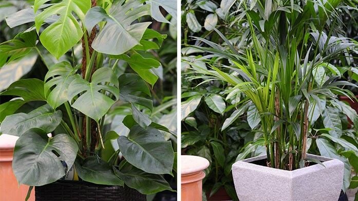 Kentia=Palme und Monstera in Töpfen