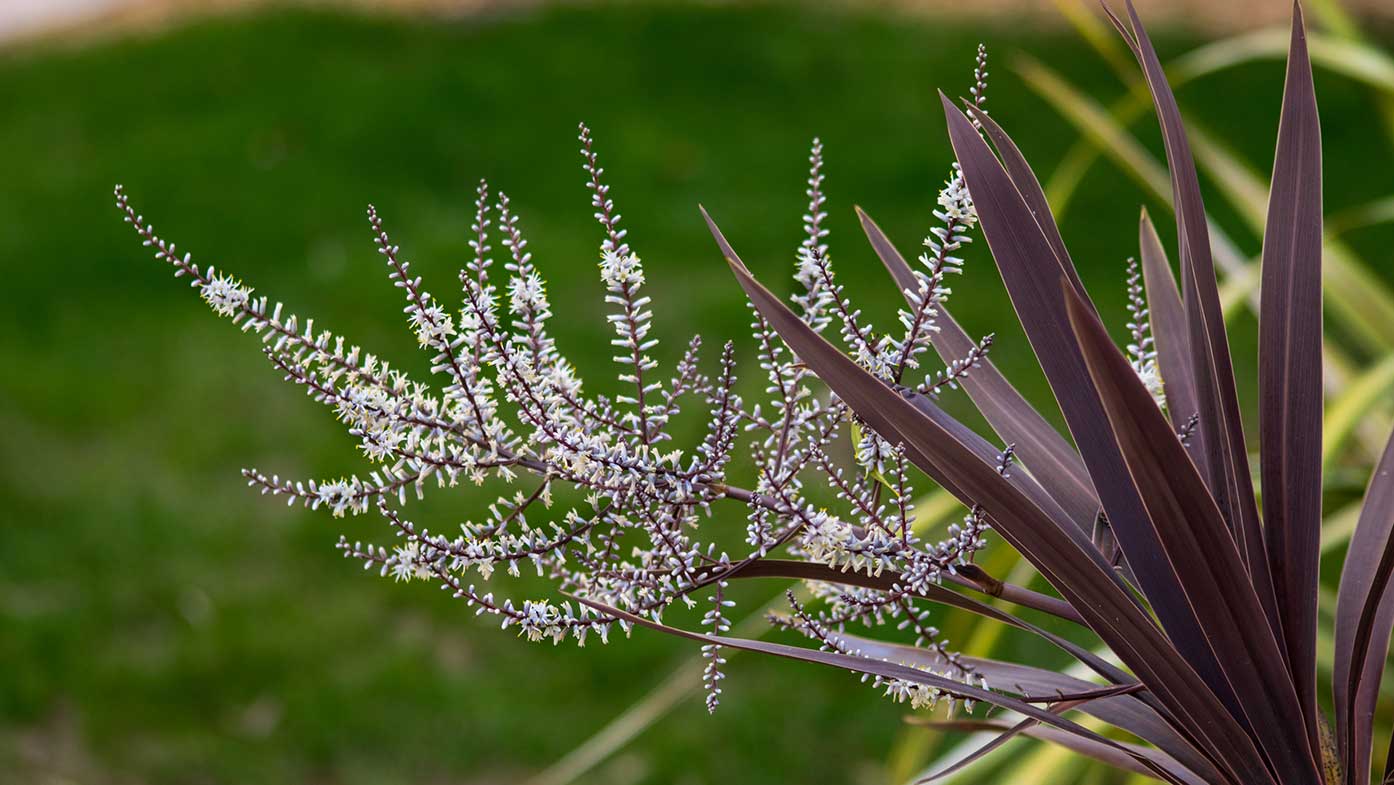 Keulenlilie (Cordyline australis)