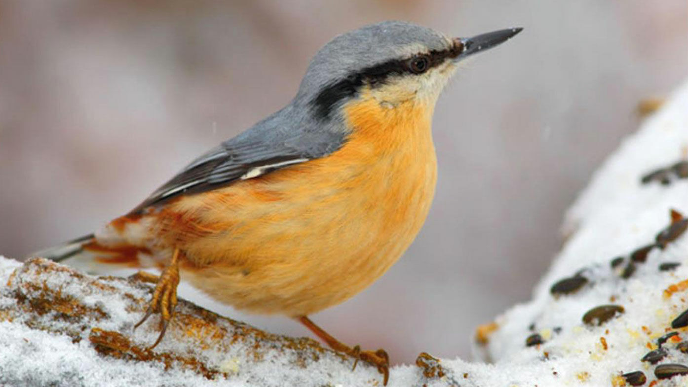 Kleiber vor Vogelfutter