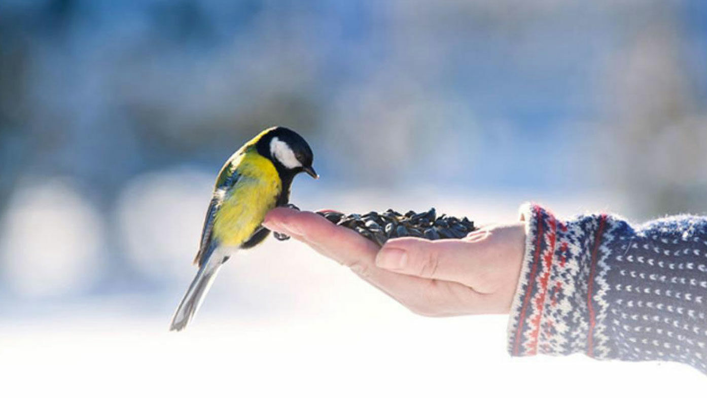 Kohlmeise auf Hand mit Vogelfutter