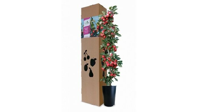 MiniTree Geschenk