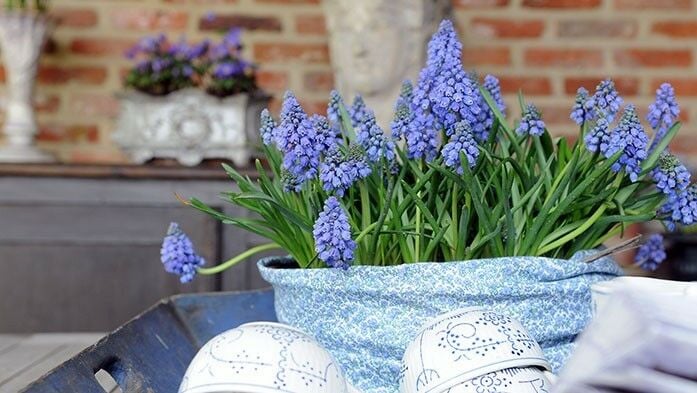 Muscari azureum