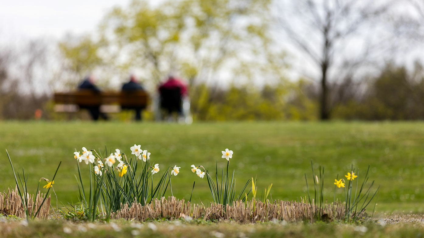 Narzissen im frühen Frühling