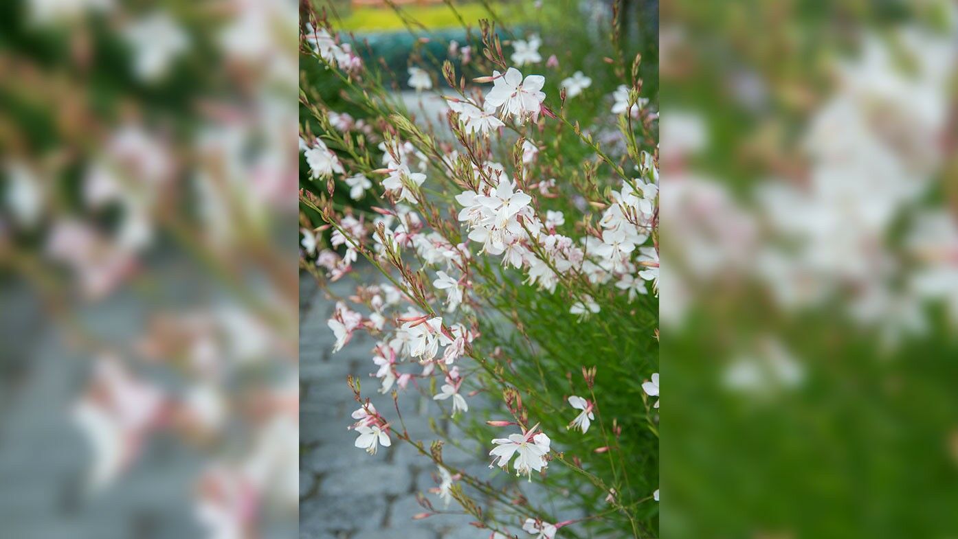 Schleierkraut bzw Gypsophila