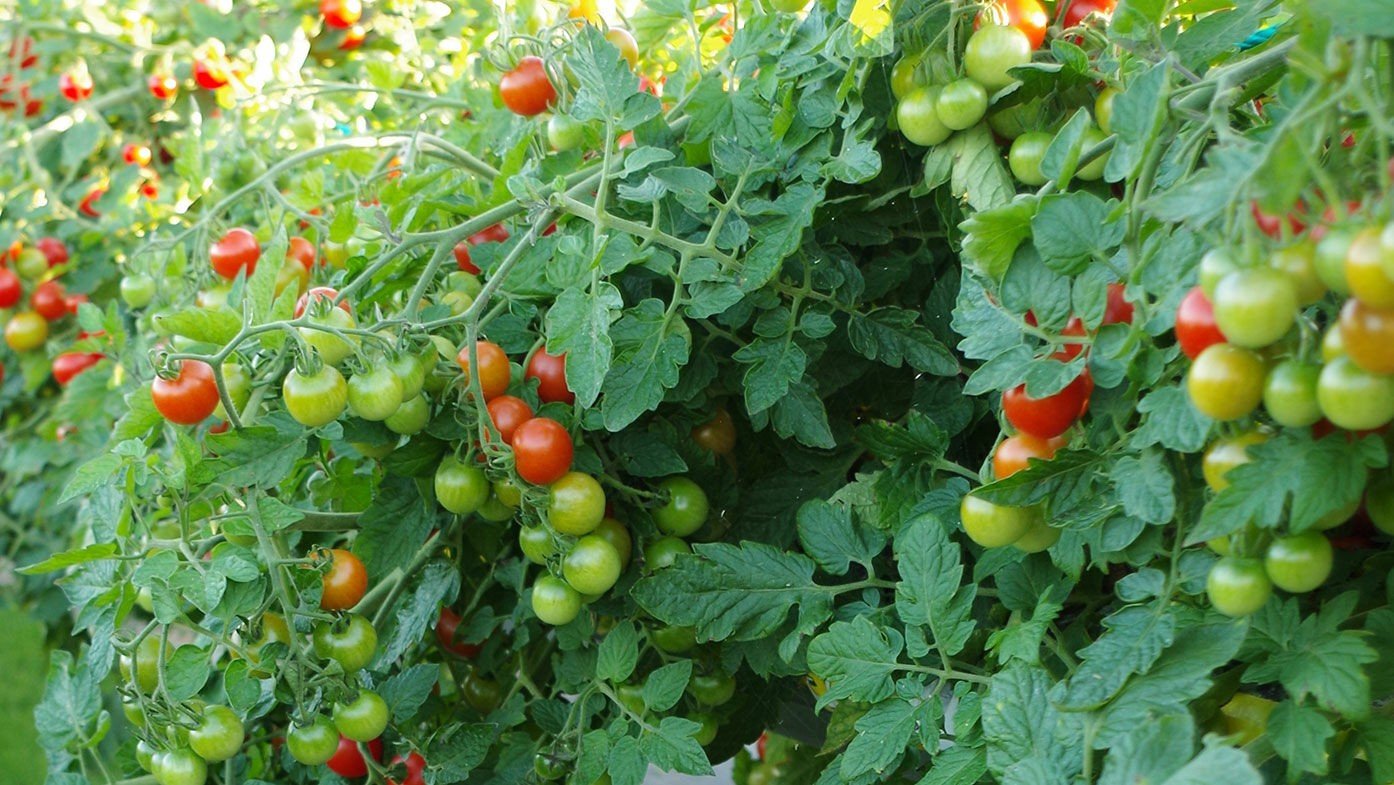 Reife Tomaten