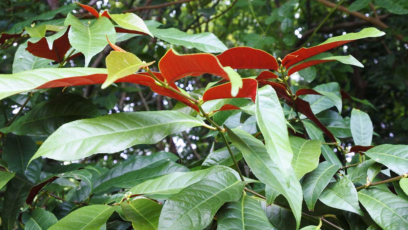 Rotlaubige Glanzmispel (Photinia x fraseri)