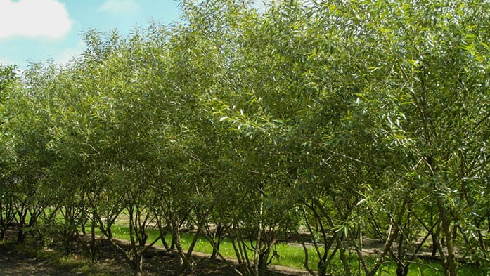 Salix Alba