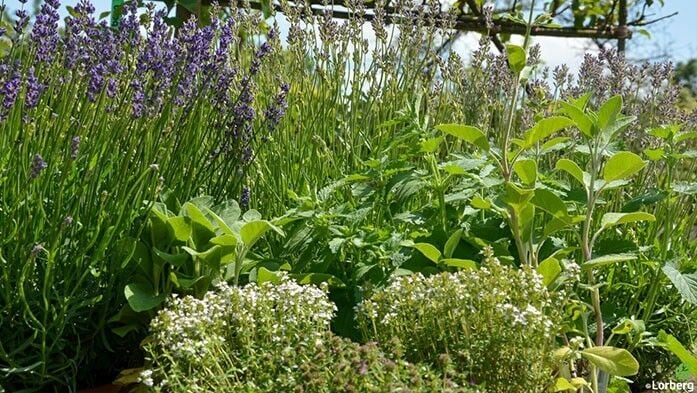 Schädlinge im Garten_Kräuter und Brennnesseln anstatt Chemie